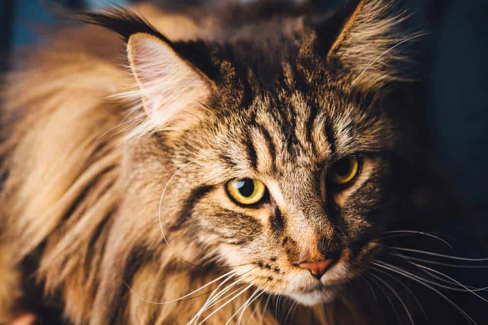 Maine Coon Katze mit liebenswerten Wesen (depositphotos.com)