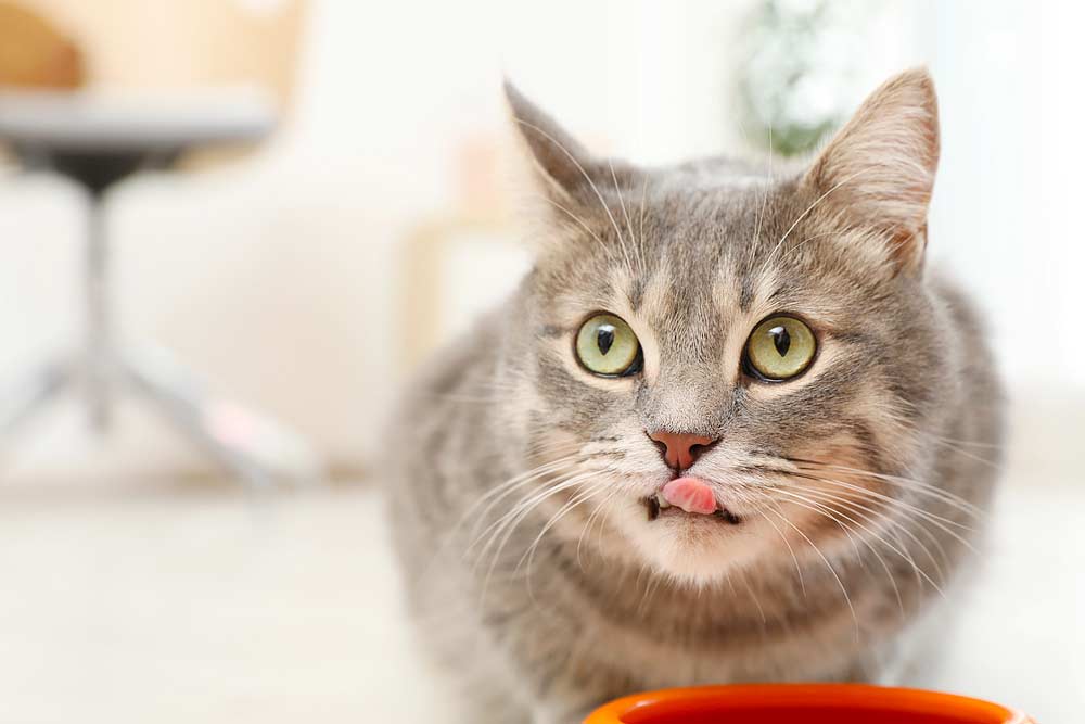 Katze frisst ihr leckeres Essen mit Soße (depositphotos.com)